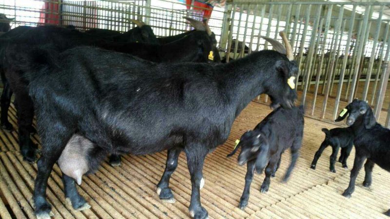 肉羊努比亚黑羊努比亚怀孕母羊羔羊对接养殖户包回收送铡草机