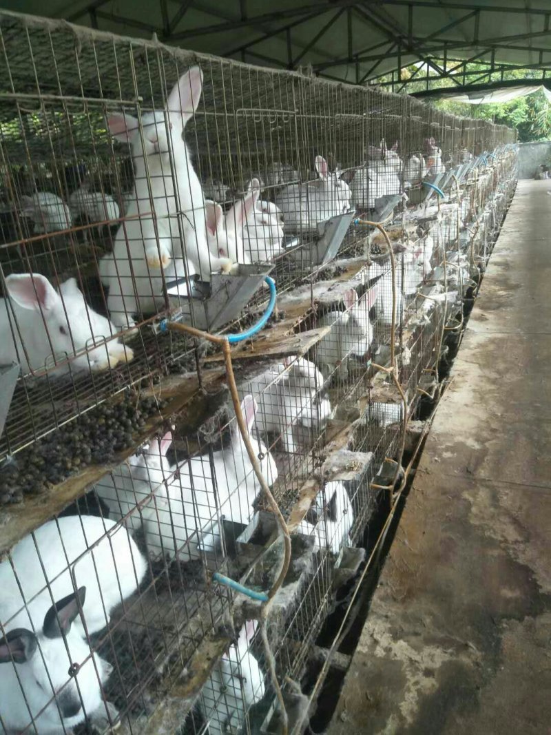 兔子，品种优良，草食喂养，