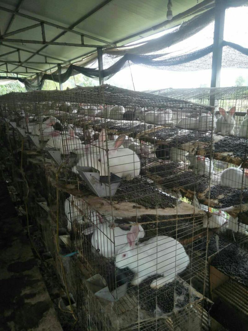 兔子，品种优良，草食喂养，