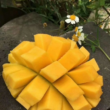 海南青皮澳芒