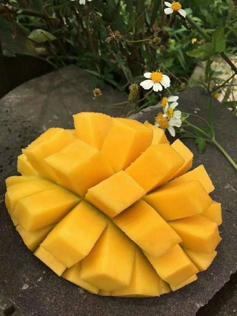 海南青皮澳芒