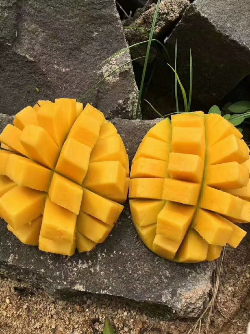 海南青皮澳芒