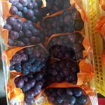 葡萄优质乒乓球葡萄温室葡萄，量大质优，支持视频