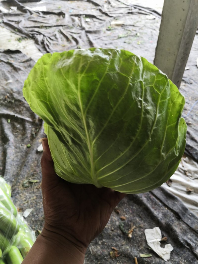 加工厂甘蓝，水饺厂甘蓝，养殖场甘蓝，价格便宜