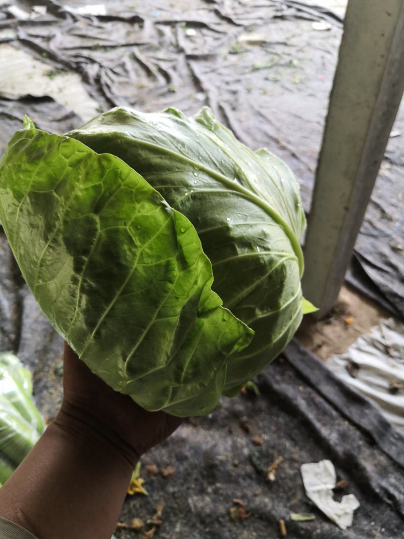 加工厂甘蓝，水饺厂甘蓝，养殖场甘蓝，价格便宜