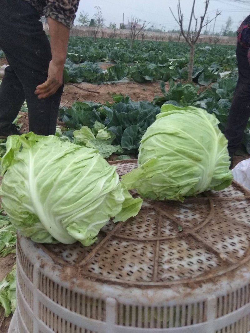 加工厂甘蓝，水饺厂甘蓝，养殖场甘蓝，价格便宜