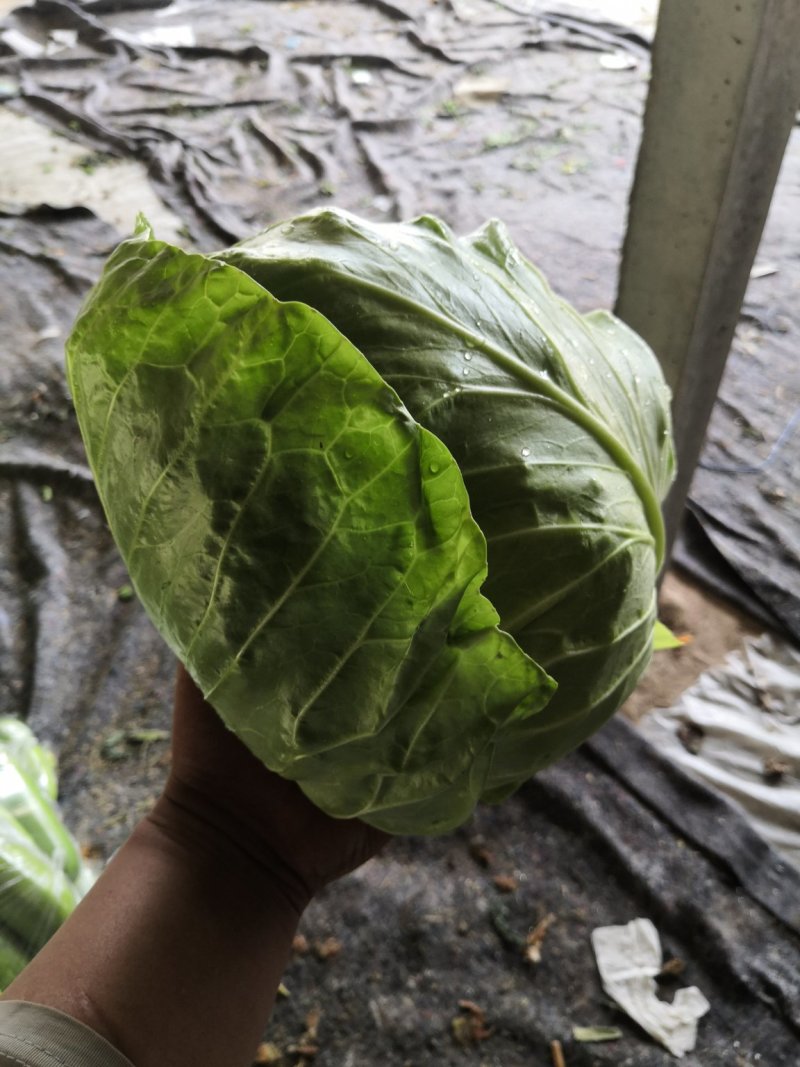 加工厂甘蓝，水饺厂甘蓝，养殖场甘蓝，价格便宜