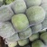 加工厂甘蓝，水饺厂甘蓝，养殖场甘蓝，价格便宜