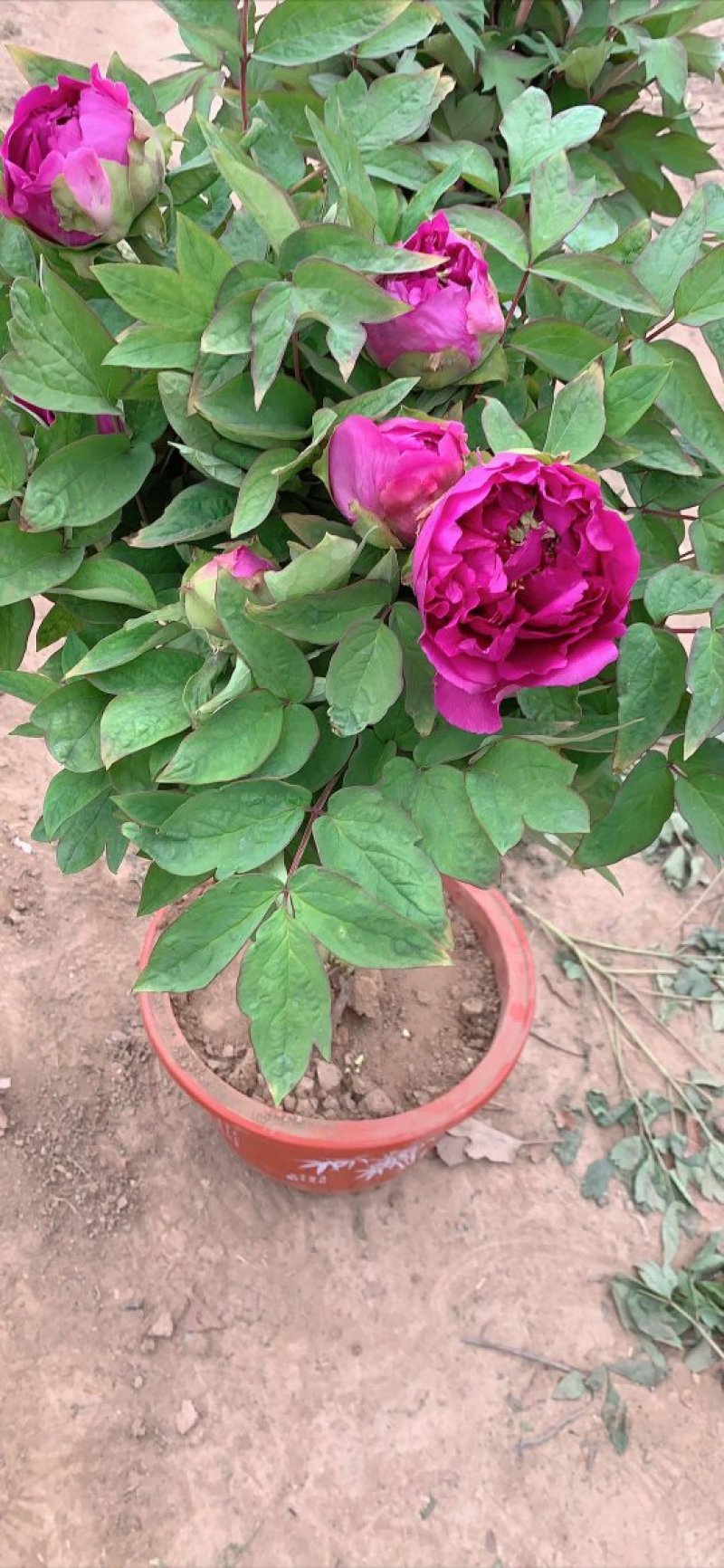 千层观赏大棵牡丹花菏泽牡丹花菏泽牡丹甲天下