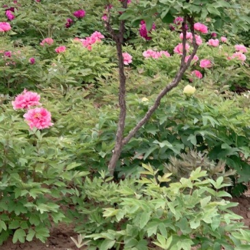 千层观赏大棵牡丹花菏泽牡丹花菏泽牡丹甲天下