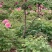 千层观赏大棵牡丹花菏泽牡丹花菏泽牡丹甲天下