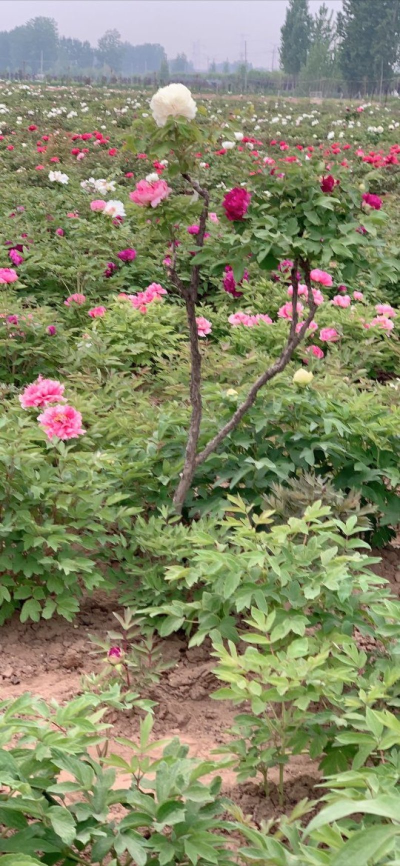 千层观赏大棵牡丹花菏泽牡丹花菏泽牡丹甲天下