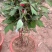 千层观赏大棵牡丹花菏泽牡丹花菏泽牡丹甲天下