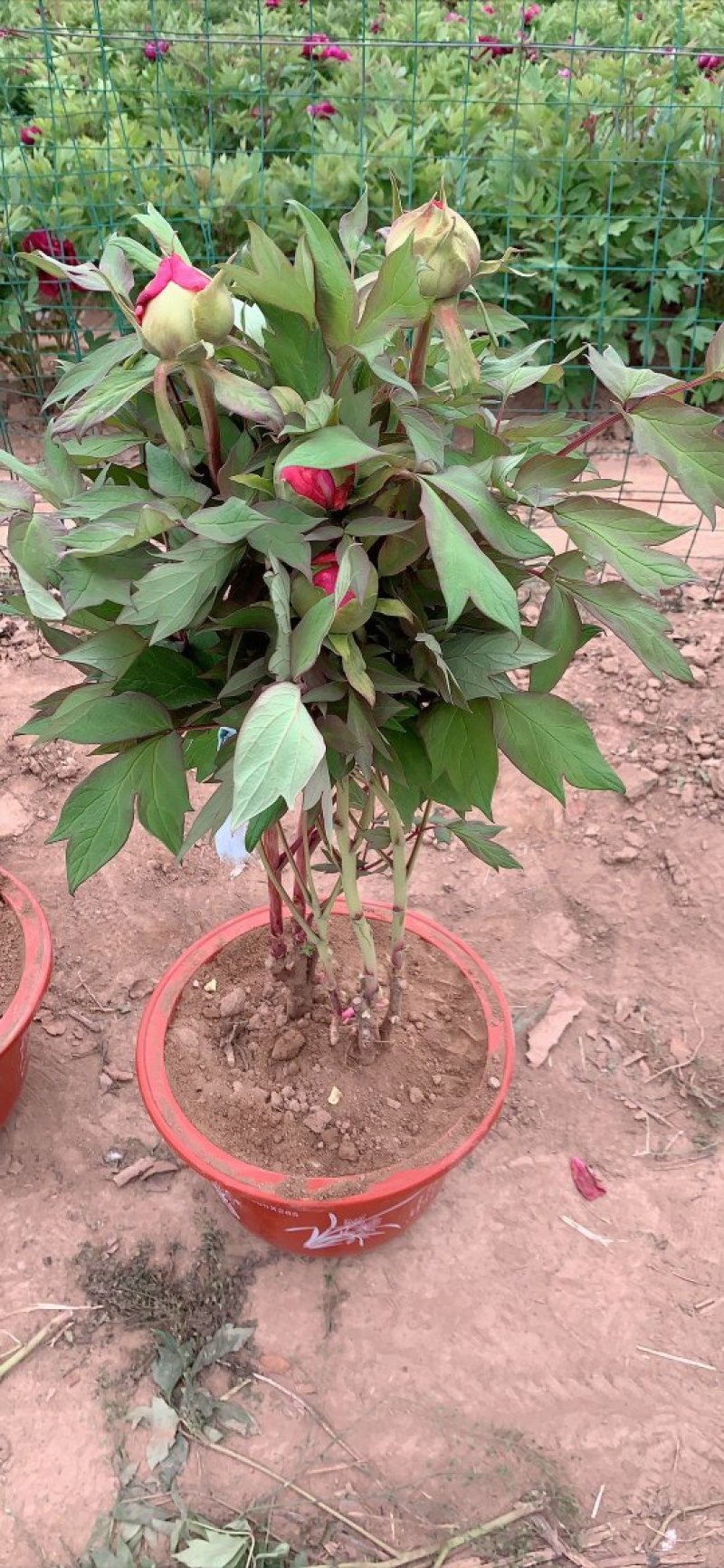 千层观赏大棵牡丹花菏泽牡丹花菏泽牡丹甲天下