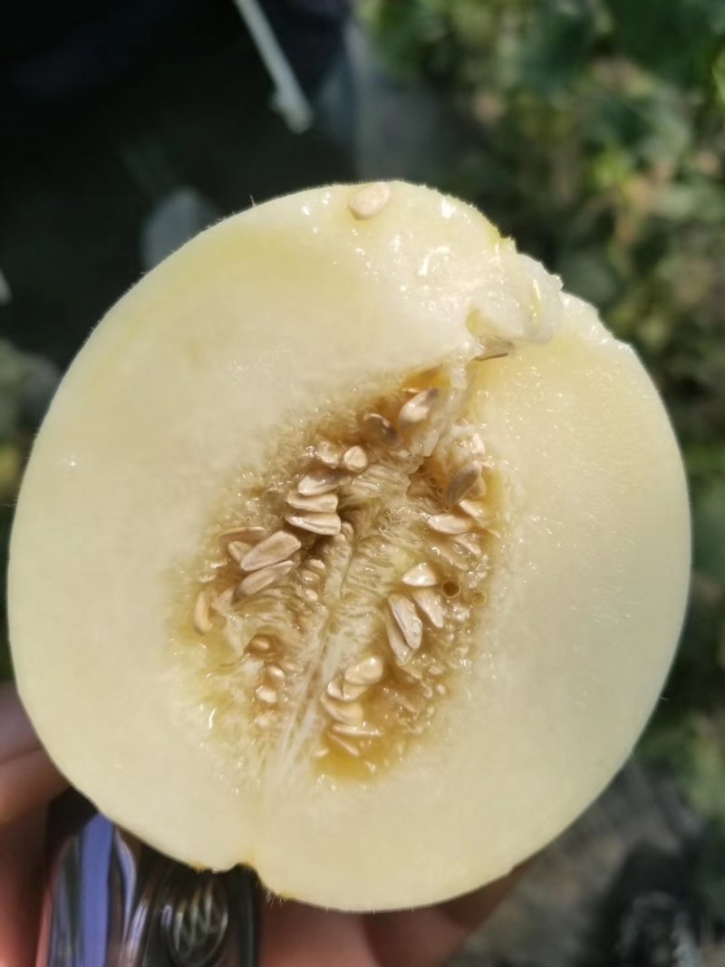 甜瓜
