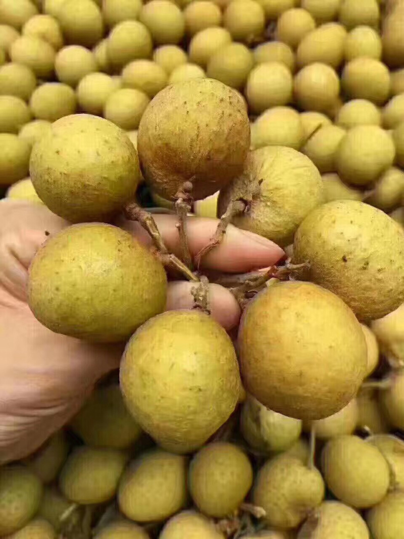 泰国龙眼颗粒大粒粒饱满水分足，欢迎个大渠道对接