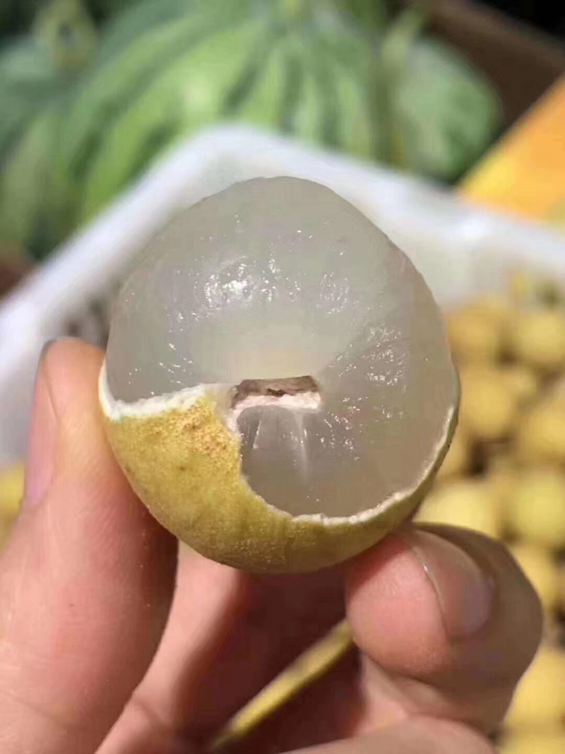 泰国龙眼颗粒大粒粒饱满水分足，欢迎个大渠道对接