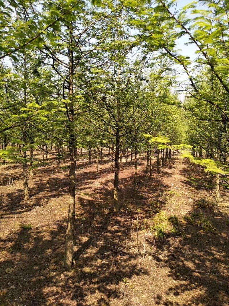 水杉池杉落羽杉中山衫九江市柴桑区清风园林常年供应