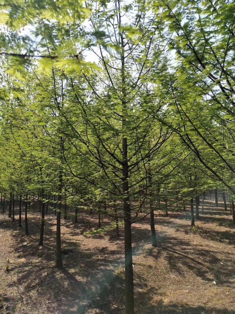 水杉池杉落羽杉中山衫九江市柴桑区清风园林常年供应