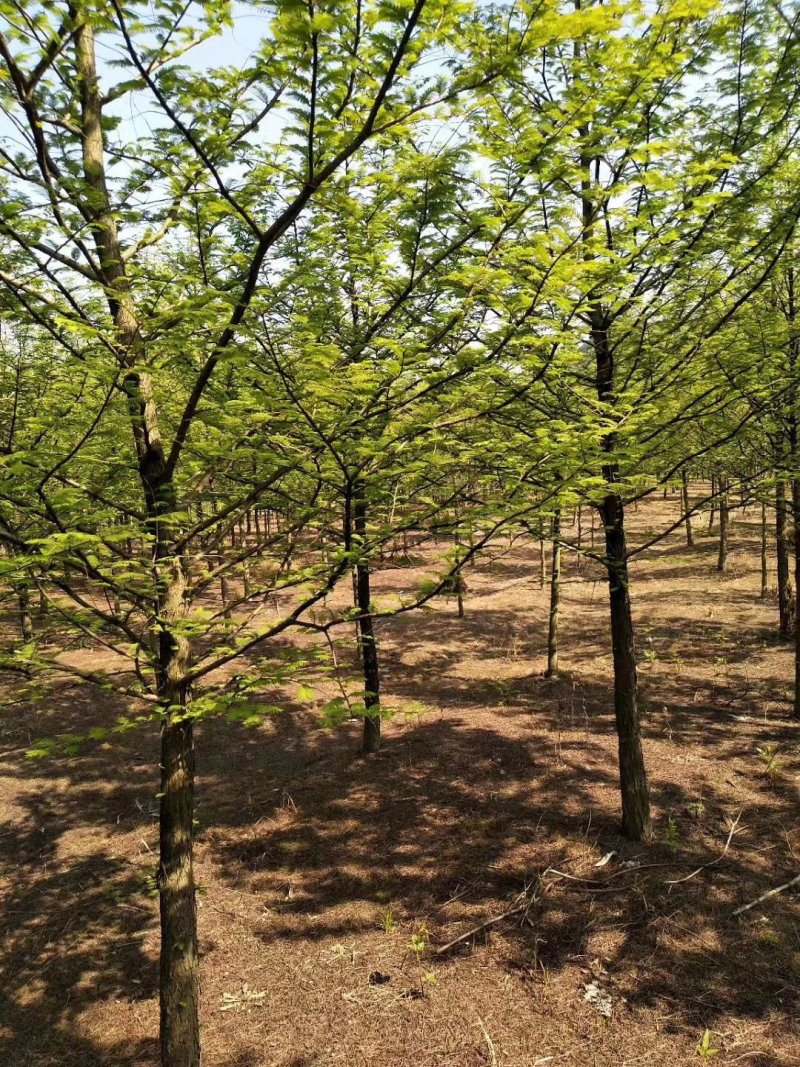 水杉池杉落羽杉中山衫九江市柴桑区清风园林常年供应
