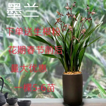 兰花苗企黑墨兰报岁兰浓香型易养活花卉绿植室内盆栽易花美观