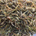 素馨花批发药厂等用料