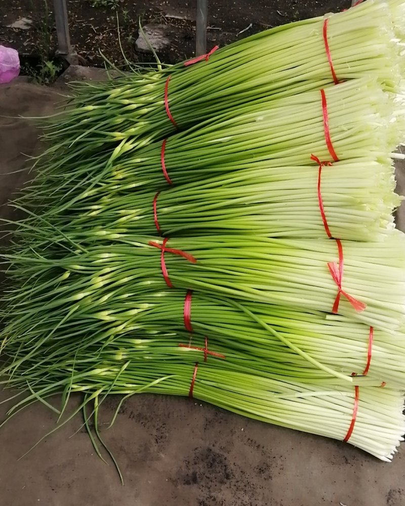 山东滕州白泡蒜苔上市