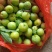 李胚，广西桂林平乐，早李，三华李，批量发货