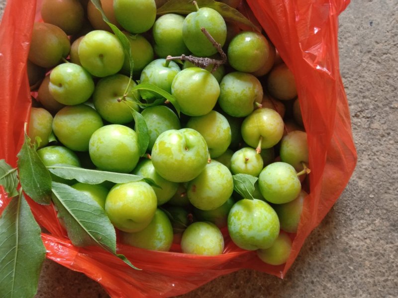 李胚，广西桂林平乐，早李，三华李，批量发货