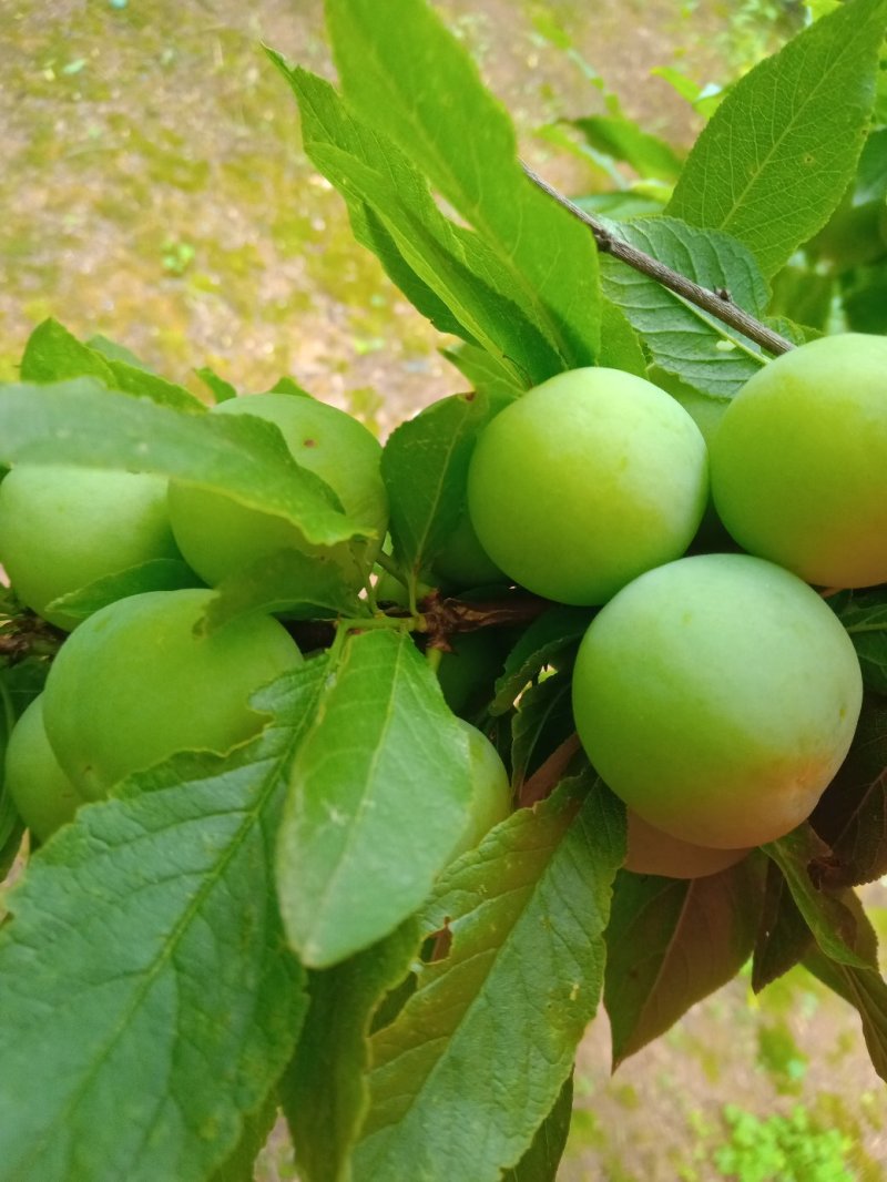 李胚，广西桂林平乐，早李，三华李，批量发货