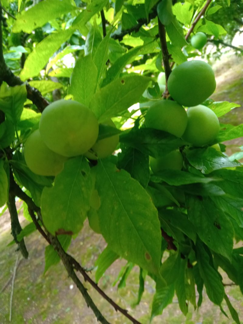 李胚，广西桂林平乐，早李，三华李，批量发货