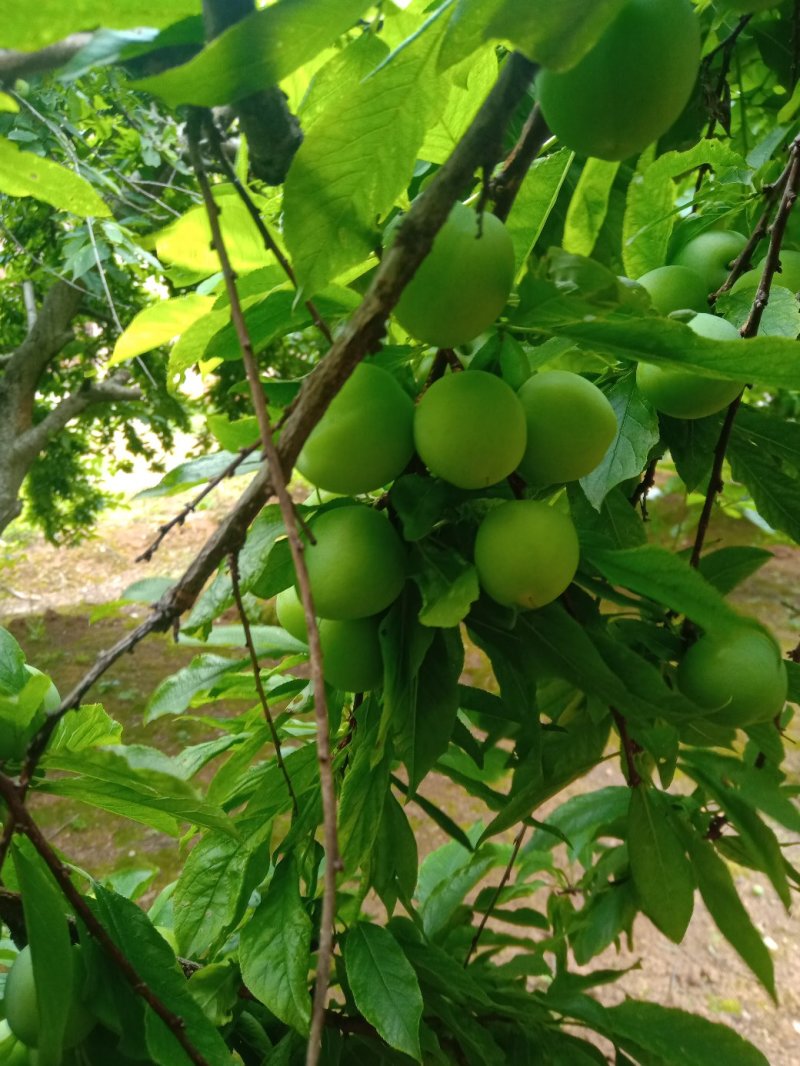 李胚，广西桂林平乐，早李，三华李，批量发货