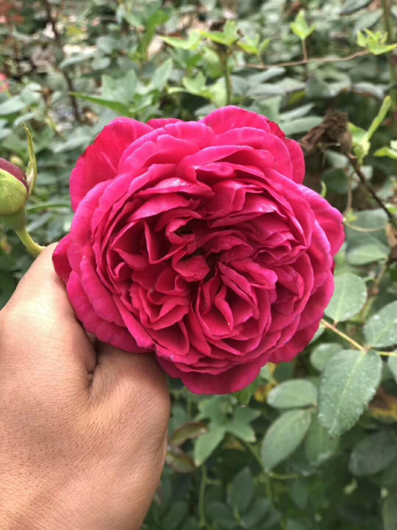 欧月苗玫瑰苗