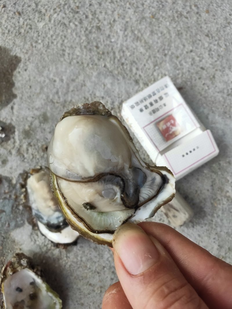 生蚝