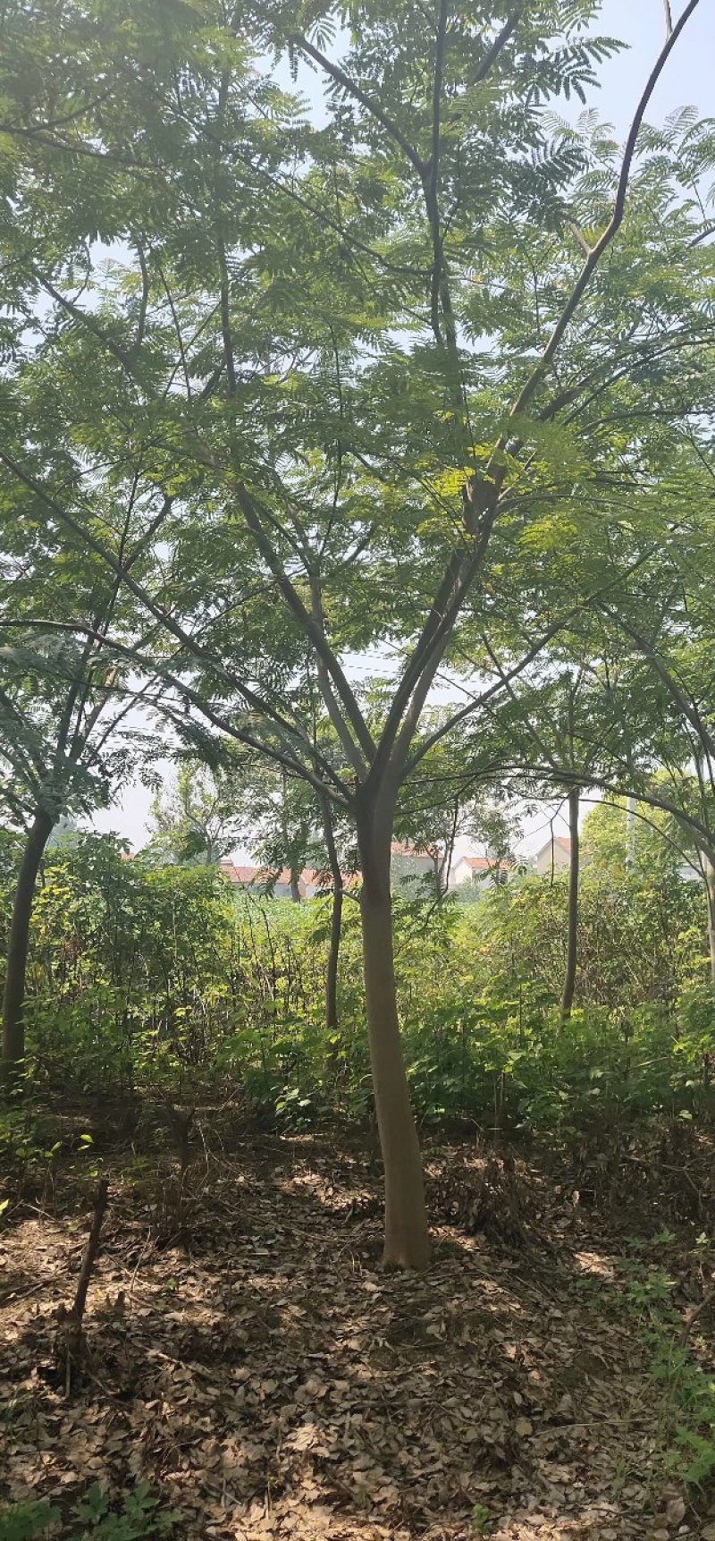 合欢金合欢银合欢九江市柴桑区清风园林常年供应各种规格苗木