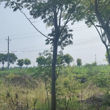 合欢金合欢银合欢九江市柴桑区清风园林常年供应各种规格苗木