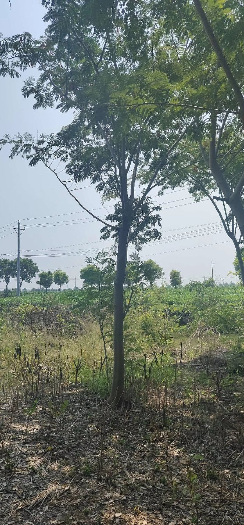 合欢金合欢银合欢九江市柴桑区清风园林常年供应各种规格苗木