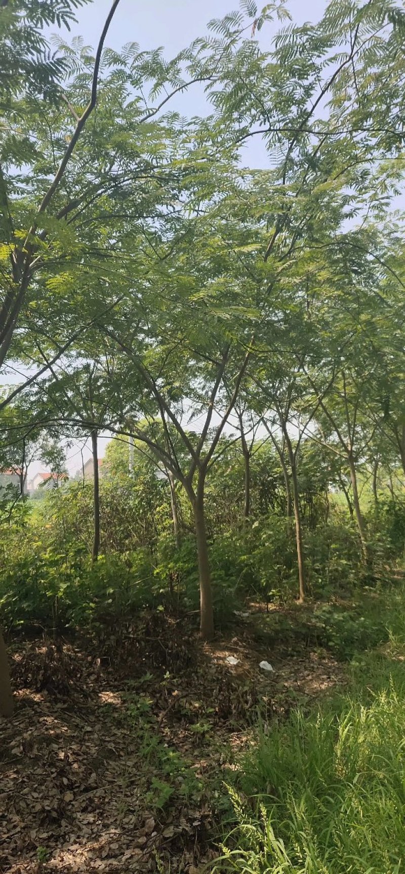 合欢金合欢银合欢九江市柴桑区清风园林常年供应各种规格苗木