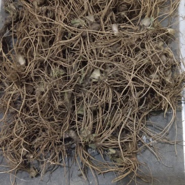 地胆头批发大量有货供应
