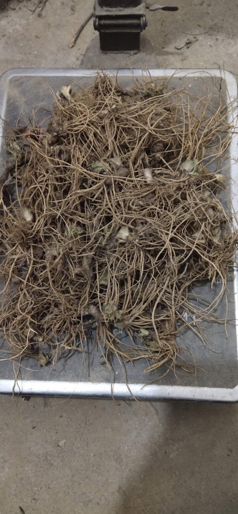 地胆头批发大量有货供应