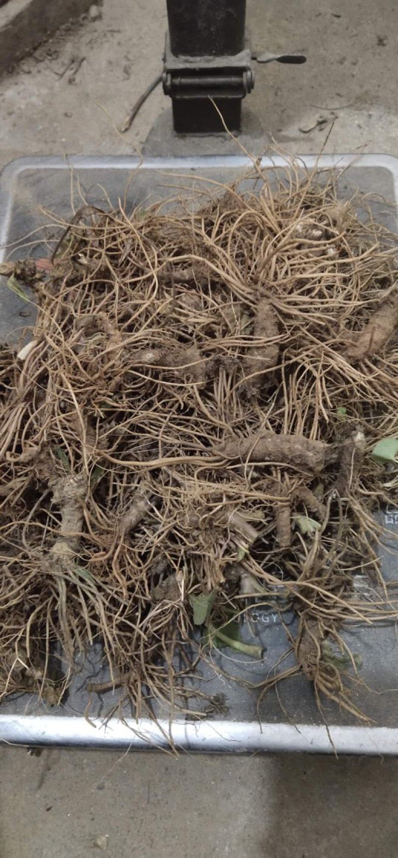 地胆头批发大量有货供应