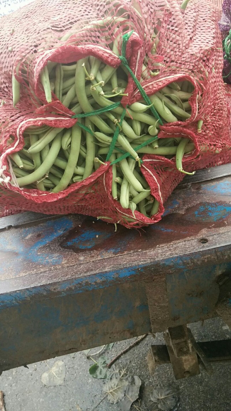 青刀豆