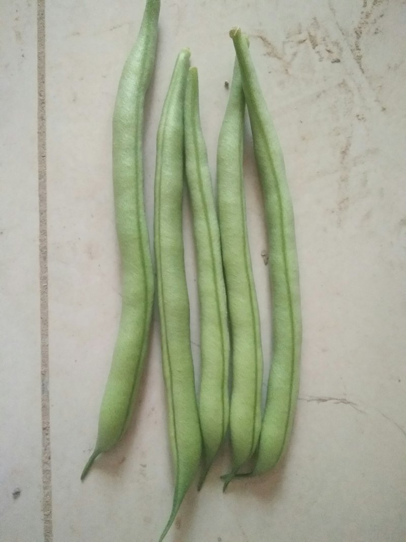 青刀豆
