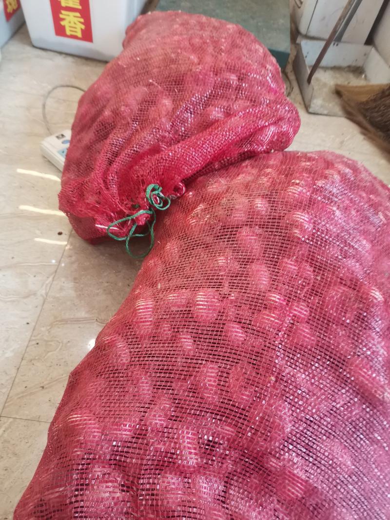 藏红花种球精选优质种球20棵起卖100棵包邮保证质量