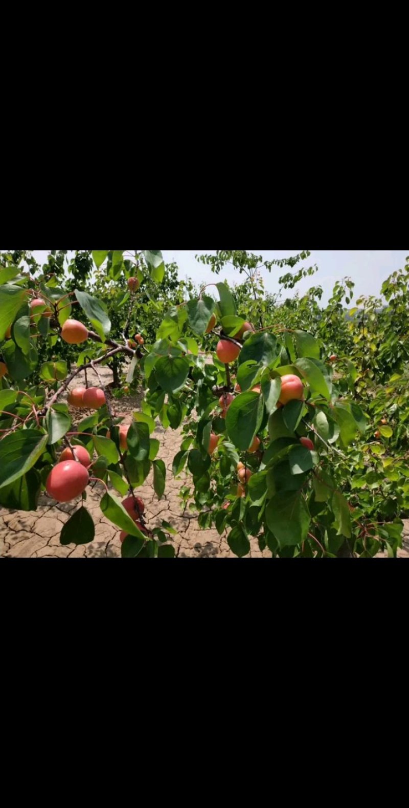 陕西丰园红杏，金太阳品质保证，质量好，产地供应，欢迎采购