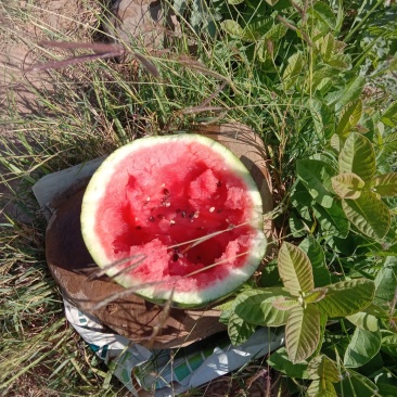 甜王西瓜量大甜度好老品牌值得信耐现在货还有一白多扽