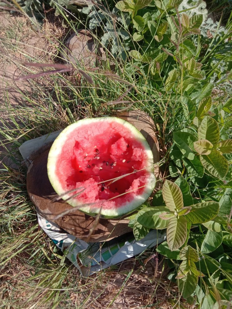甜王西瓜量大甜度好老品牌值得信耐现在货还有一白多扽