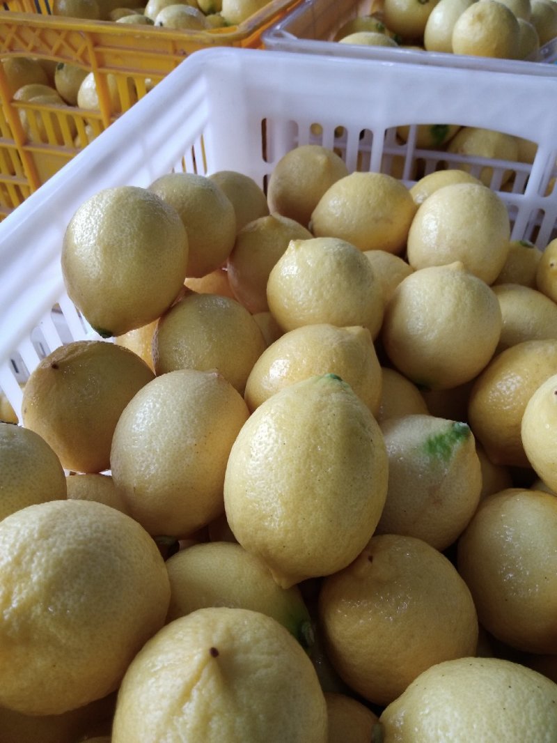 柠檬