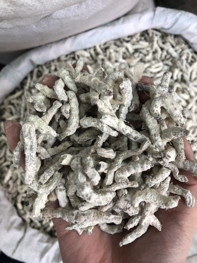 僵蚕中药材白僵蚕1⃣️公斤起批