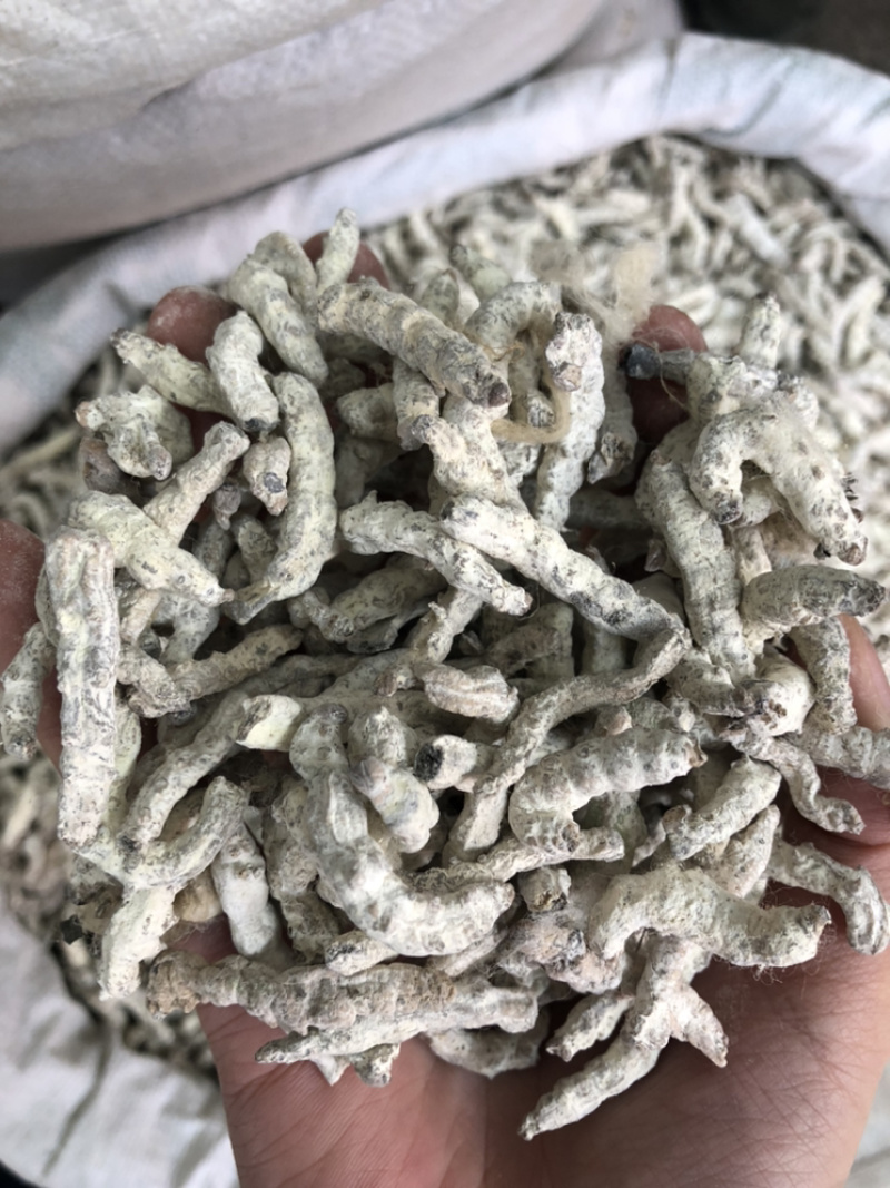 僵蚕中药材白僵蚕1⃣️公斤起批